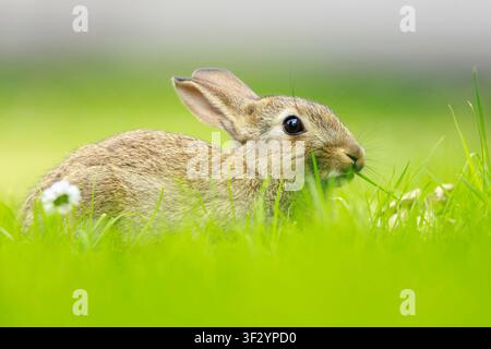 Wild rabbit on the watch hiding in grass Stock Photo