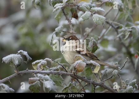 House sparrow (Passer domesticus) adult male bird in a frost covered bramble plant in winter, England, United Kingdom Stock Photo