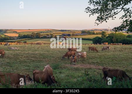 A picturesque scene of cattle grazing peacefully in grassy fields during the golden hour on a bright summer evening, with rolling agricultural land. Stock Photo
