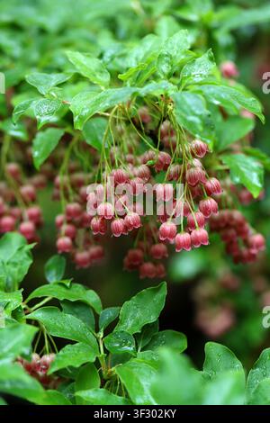 Himalayan Red Bells, Bent Enkianthus or Himalayan Enkianthus,  Enkianthus deflexus, Ericaceae. Himalayan China and India. Stock Photo
