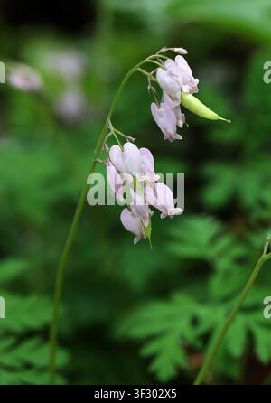 Wild Bleeding Heart, Pacific Bleeding Heart or Western Bleeding-heart, Dicentra formosa, Papaveraceae. Pacific Northwest of North America. Stock Photo