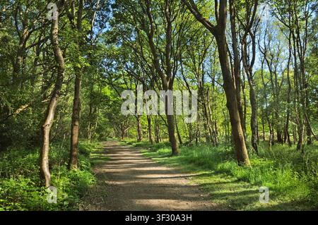 A path or dirt trail surrounded by trees in a lush green broadleaf woodland area on a sunny spring day, Epsom Common, Surrey, England UK woods paths Stock Photo