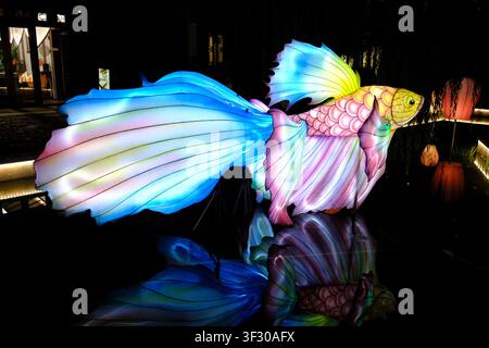 Colorful glowing fish lantern sculpture at night with bright blue and pink fins reflected on dark water, creating a dreamy festival scene. Stock Photo