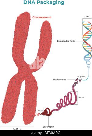 DNA Packaging from Double Helix to Chromosome Illustration Stock Vector