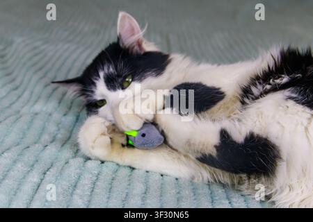 Beautiful cat playing with a mouse toy on a bed Stock Photo
