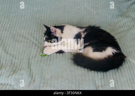 Beautiful cat playing with a mouse toy on a bed Stock Photo
