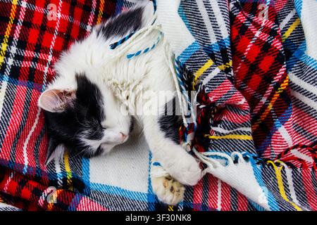 Cute lazy cat is lying on a checkered plaid Stock Photo