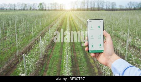 Digital farming. Agronomist using mobile phone outdoors, analyzing crop growth conditions with agricultural application Stock Photo