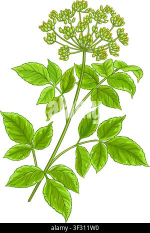 Angelika Plant Colored Detailed Illustration . Stock Vector