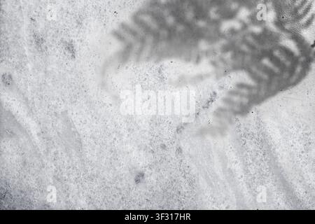 A minimalist black and white photograph showing the soft, blurred shadow of a fern leaf cast upon a grainy, textured stone surface with natural light Stock Photo
