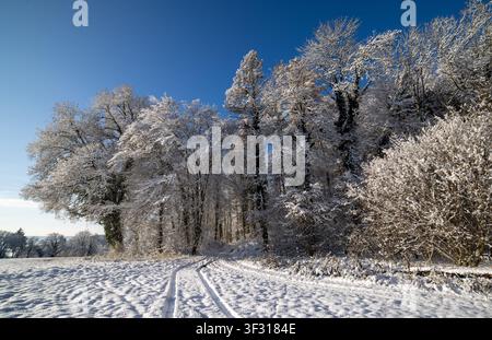 A large snowy white meadow surrounded by frozen icy hoarfrost trees against a blue cloudy sunny sky on a winter day Stock Photo