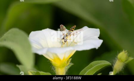 Macro photo of long hoverfly on white flower showing pollination behavior and detailed body pattern in natural habitat ideal for biodiversity topics Stock Photo