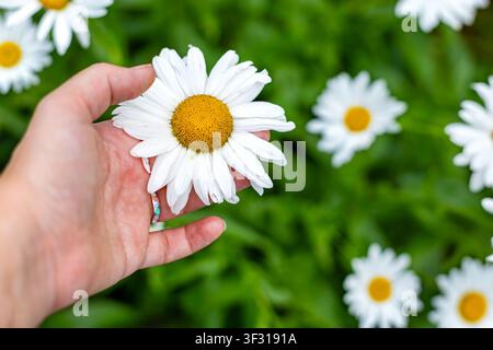 Hand Holding a White Daisy in a Summer Garden. Womans hand gently holding a blooming white daisy flower in a lush summer garden, close-up floral scene Stock Photo