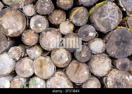 Closeup dry big old logs with wood texture and green moss on the bark lie in autumn fallen gray dense forest Stock Photo