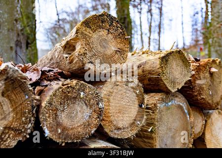 Closeup dry big old logs with wood texture and green moss on the bark lie in autumn fallen gray dense forest Stock Photo