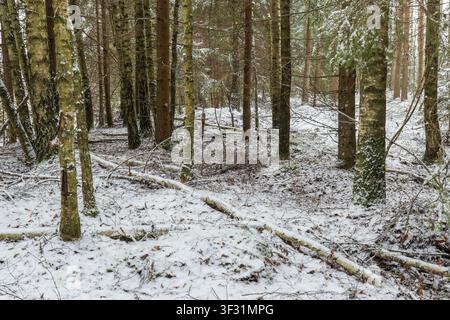 Snow-Covered Mixed Woodland with Fallen Branches and Birch–Pine Trunks in a Quiet Winter Forest Stock Photo