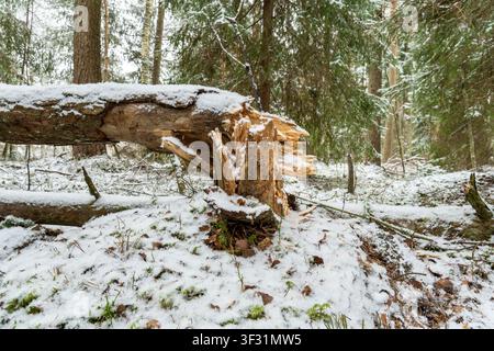 Broken Fallen Tree Trunk in Snow-Covered Winter Forest Showing Splintered Wood and Natural Decay Stock Photo