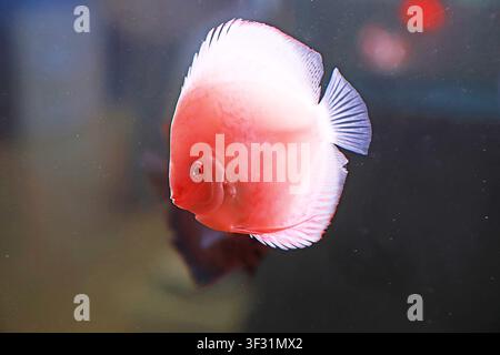 A discus fish with a red and white gradient body swims in an aquarium, featuring warm and translucent body color, white and delicate fins, and a dark Stock Photo