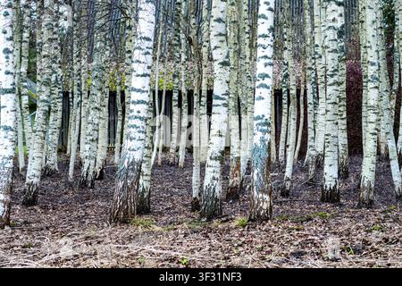 Dense Birch Tree Forest with White Trunks in Early Spring. Serene Birch Woodland with Mossy Ground and Stark White Bark Stock Photo