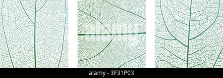 Leaf vein cell skeleton texture abstract background set with close up plant leaf cells structure pattern vector illustration. Stock Vector