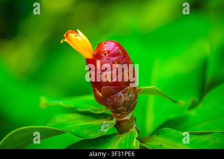Ants crawling on red button ginger flower in green rainforest Stock Photo