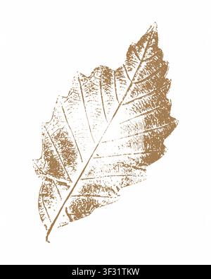 Textured autumn elm leaf stamp vector illustration with grainy structure in ochre brown palette isolated on white background for organic brand packaging textile prints wallpaper and seasonal poster de. Vector illustration Stock Vector