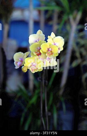 Clustered bright yellow Phalaenopsis orchids are in bloom, with bright warm yellow petals and pink-orange gradient lips at the center, showcasing the Stock Photo