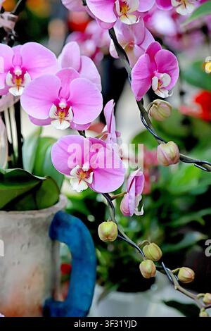 Pink butterfly Phalaenopsis orchids cascade gracefully, with soft pink petals full and stretched, white-yellow gradient lips at the center, and round Stock Photo
