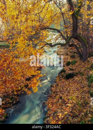 Siuntio, Finland - 14.10.2018: A small creek flows through a dense woodland filled with bright yellow autumn leaves and mossy tree trunks Stock Photo