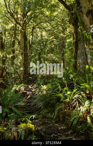The Brewster track through dense native beech trees, Mount Aspiring National Park, New Zealand Stock Photo
