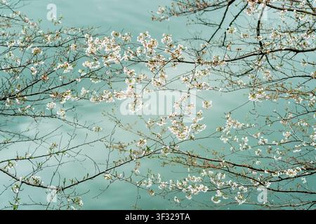 Cherry blossom blooming on branches against a grey green background of water at the Kitanomaru National Gardens in Tokyo. Stock Photo