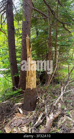 A tree stump and a broken tree by the side of a gravel walking trail Stock Photo