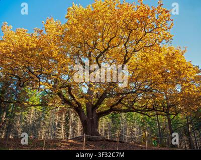 Paavola, Lohja, Finland - 14.10.2018: Large old oak tree showcasing brilliant golden autumn foliage in a sunny woodland setting Stock Photo