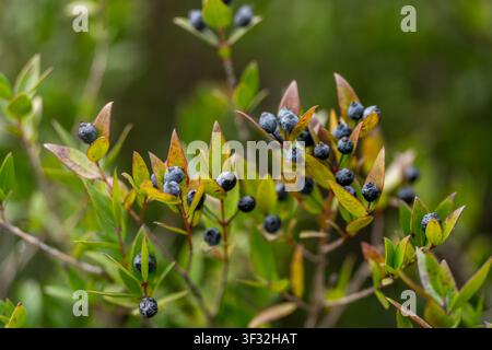 Close-up of a wild plant with clusters of small dark blue berries and green leaves, detailed natural botanical background. High quality photo Stock Photo