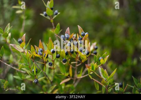 Macro close-up of blue-black wild berries growing on a green leafy branch, natural botanical detail with soft woodland background. High quality photo Stock Photo