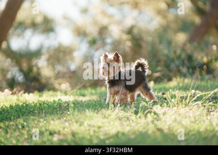 Small Yorkshire Terrier standing in a sunlit green meadow surrounded by wild grass, trees and soft natural bokeh. High quality photo Stock Photo