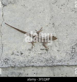 A high-angle top-down view of a small brown anole lizard (Anolis sagrei) perching on a grey concrete pavement in Fort Lauderdale, Florida. The reptile Stock Photo
