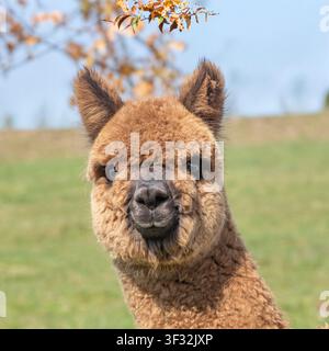 cute fluffy brown alpaca with full fleece Stock Photo