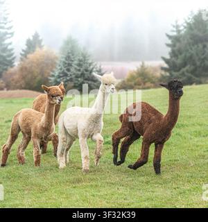 alpacas running in a field Stock Photo