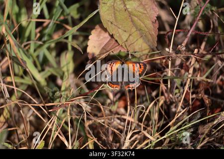 A Small Copper butterfly Lycaena phlaeas in Sussex Stock Photo
