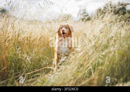 Nova Scotia Duck Tolling Retriever standing in a sunlit field of tall golden grass, peaceful summer countryside scenery. High quality photo Stock Photo
