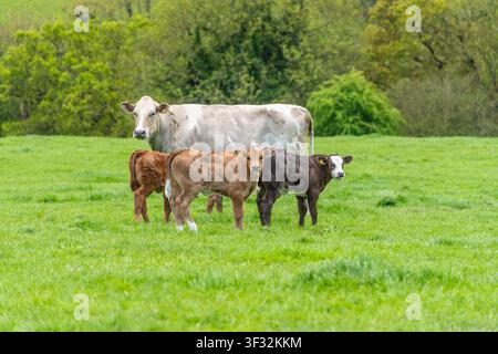 suckler cow with three beef calves standing in lush green grass Stock Photo