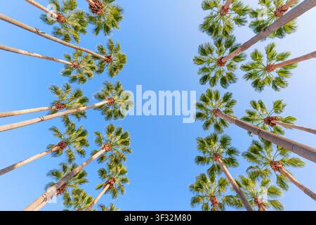 Looking directly up at two rows of tall palm trees framing a vibrant, clear blue sky captures the relaxed, warm essence of a sunny tropical paradise. Stock Photo