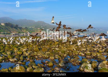 Flock of seagulls and shorebirds takes flight from a rocky, moss-covered coastline in Malibu, California, against a scenic backdrop of mountains and b Stock Photo