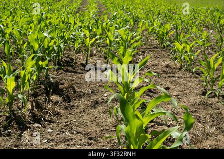 Rows of small maize sprouts on an agricultural field in early summer Stock Photo