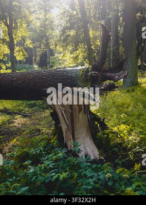 Trees in the park are broken and toppled after the storm Stock Photo