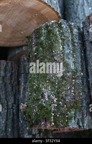 Pile of freshly cut logs in forest, timber industry Stock Photo
