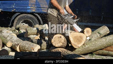 Pile of freshly cut logs in forest, timber industry Stock Photo