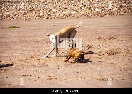 Lurcher (Whippet, Saluki and Greyhound cross) playfully interacting with another dog on Exmouth Beach, Devon, on a sunny day. Stock Photo