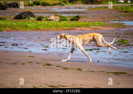 Lurcher (Whippet, Saluki and Greyhound cross) running along the wet sand at low tide on Exmouth Beach, Devon, England. Stock Photo
